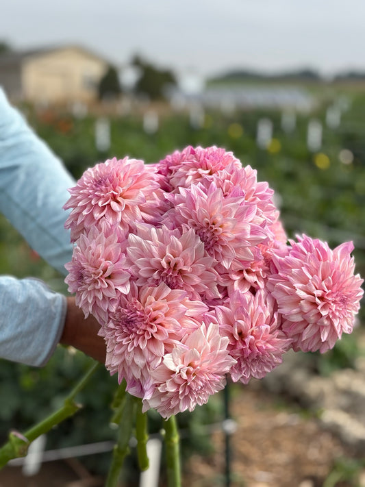 KA’s Mocha Jake dahlia