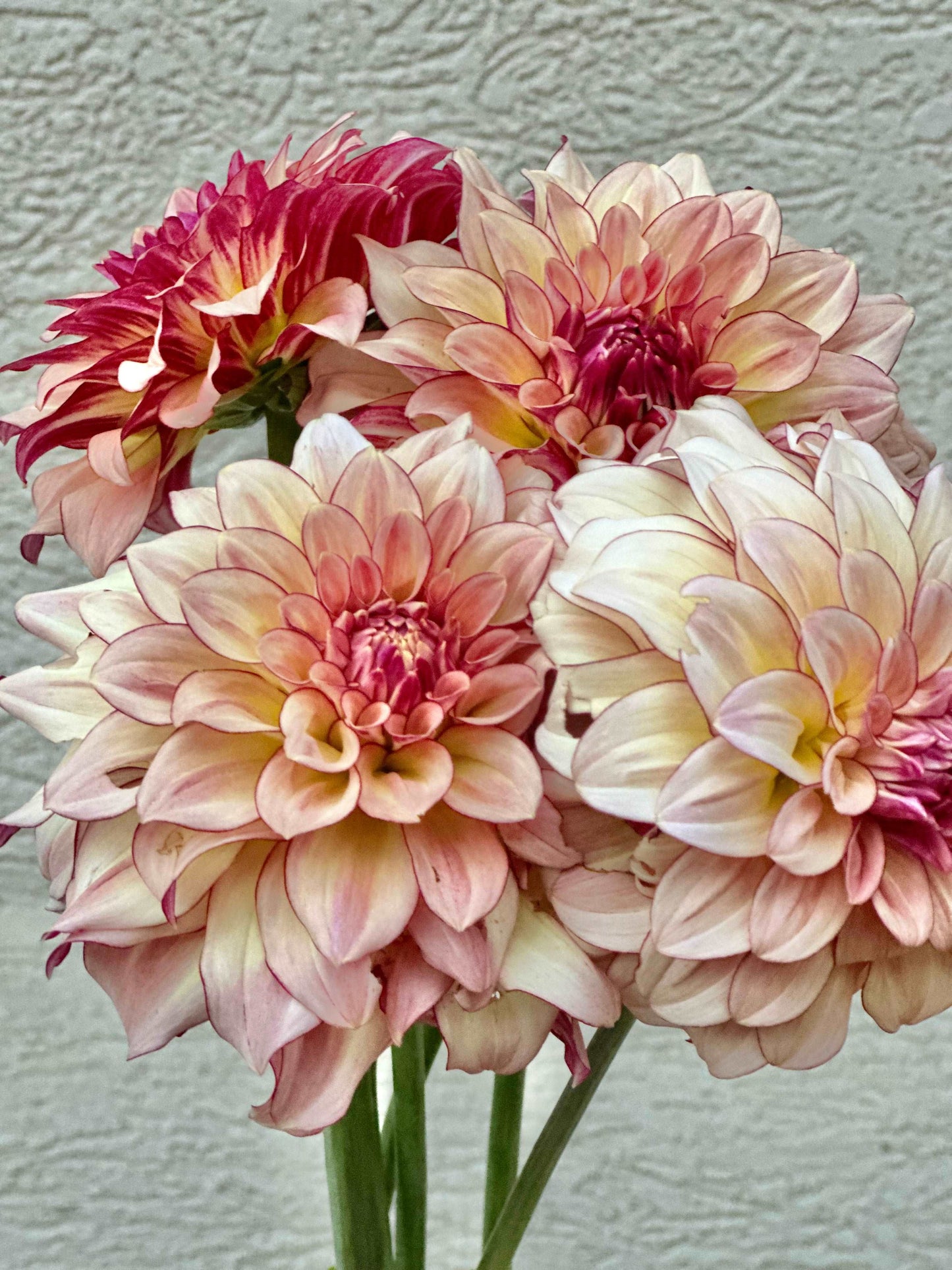 KA’s Mocha Katie dahlia