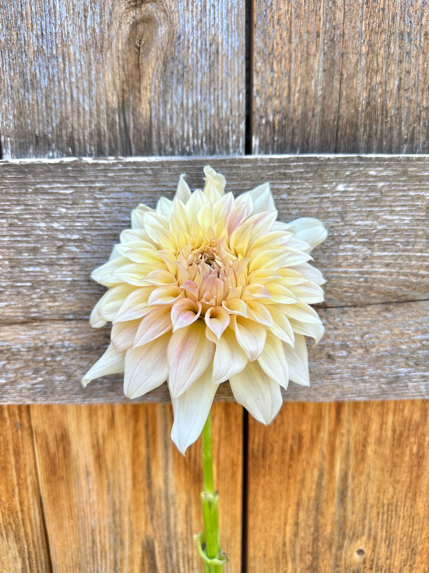 KA’s Mocha Maya dahlia