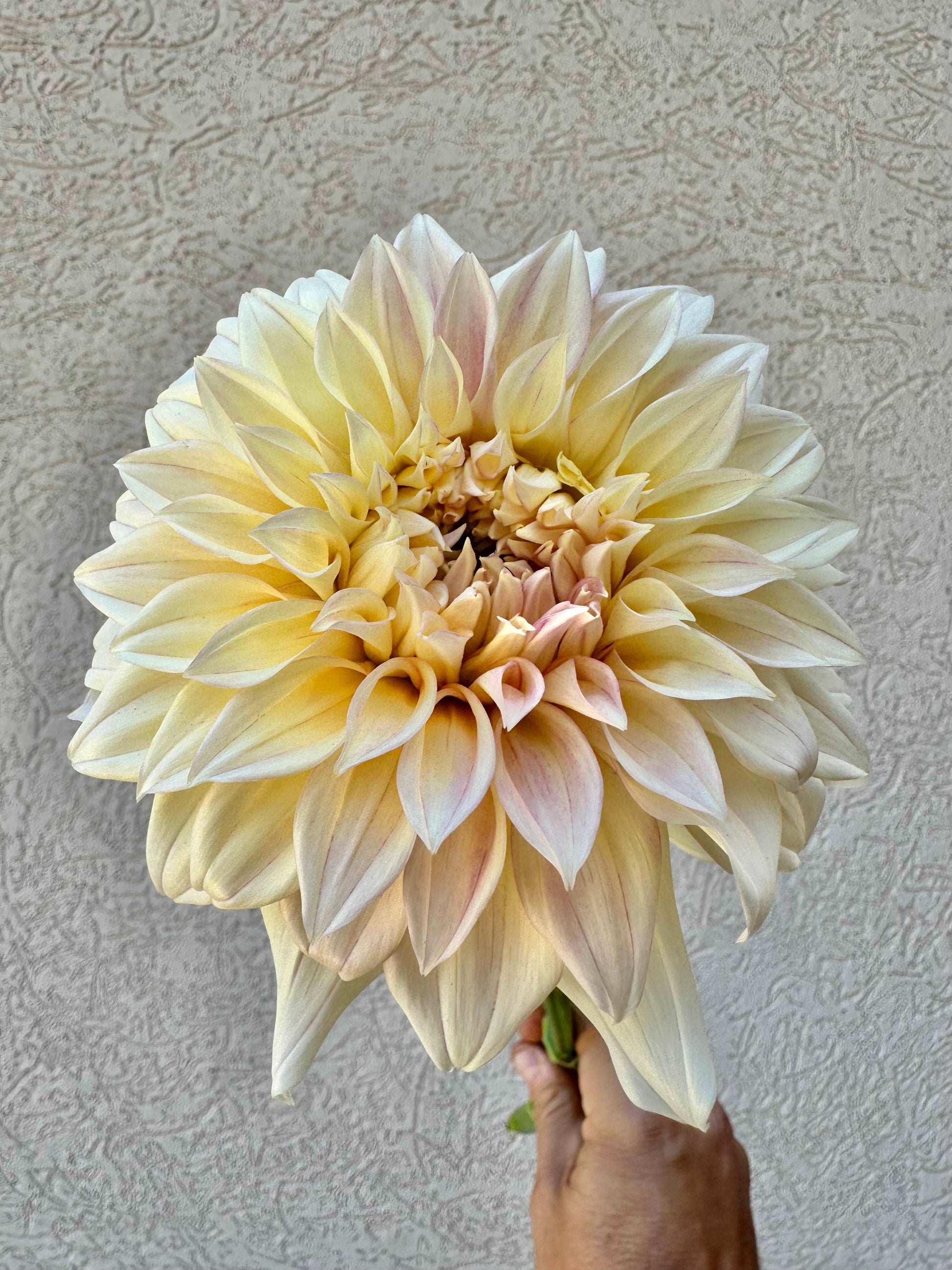 KA’s Mocha Maya dahlia