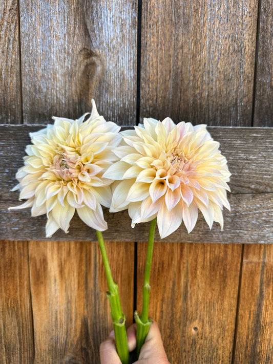 KA’s Mocha Maya dahlia