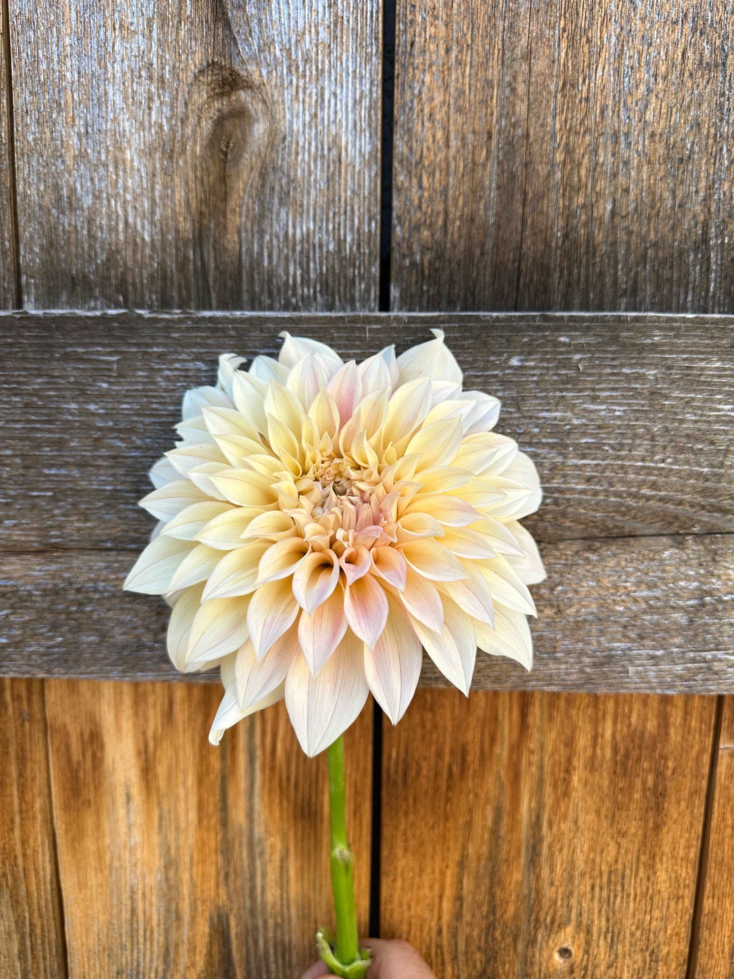 KA’s Mocha Maya dahlia