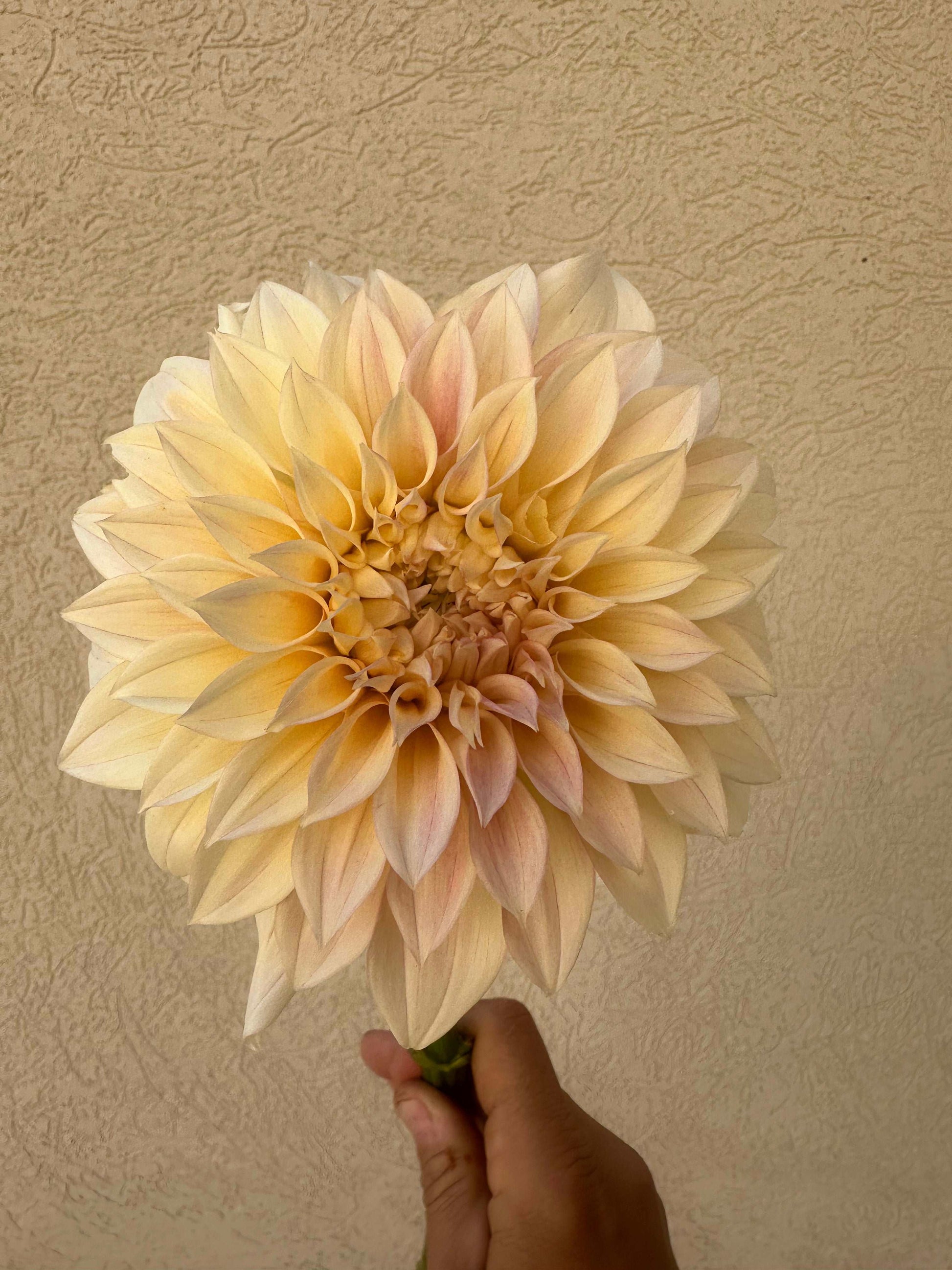 KA’s Mocha Maya dahlia