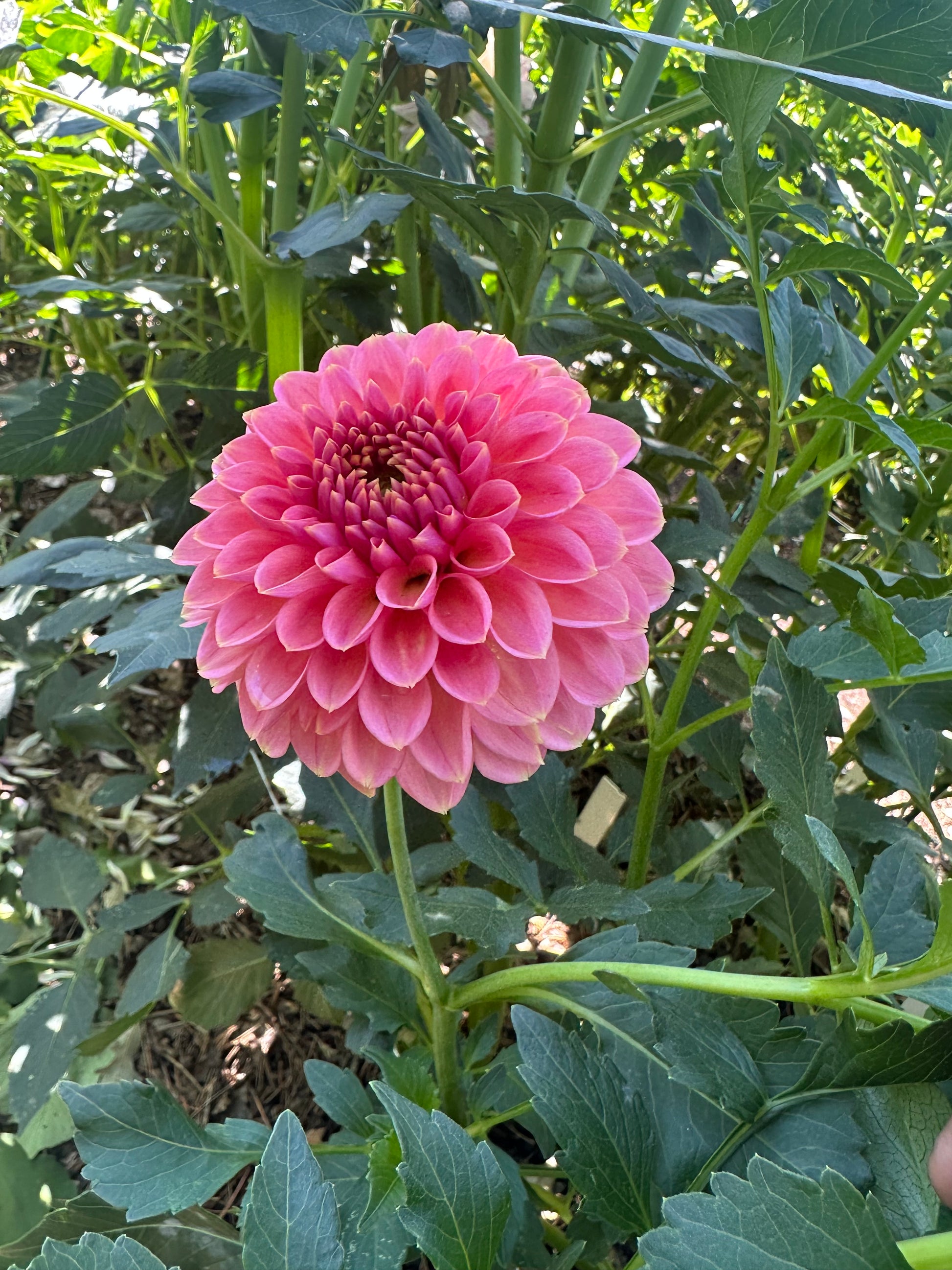KA’s Morning Dew dahlia