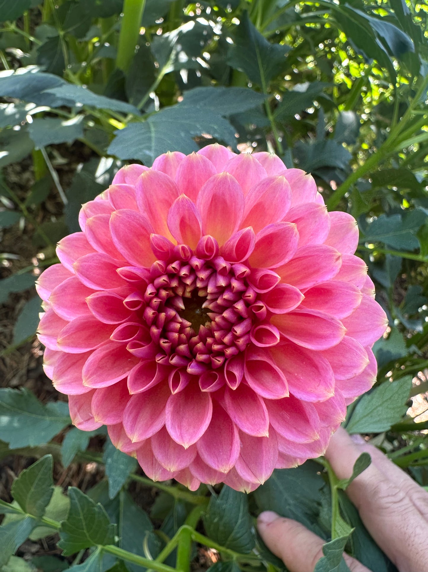 KA’s Morning Dew dahlia