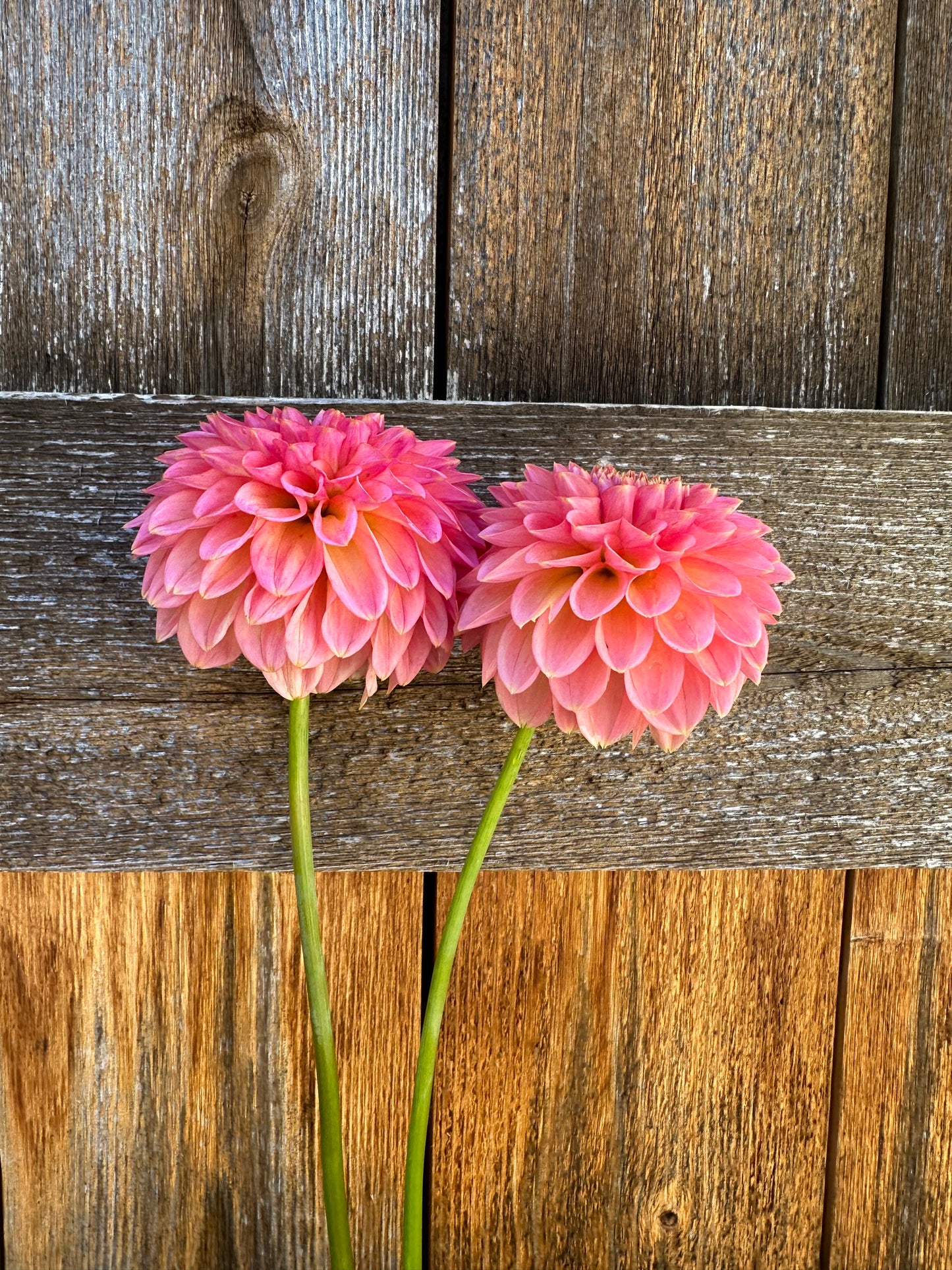 KA’s Morning Dew dahlia