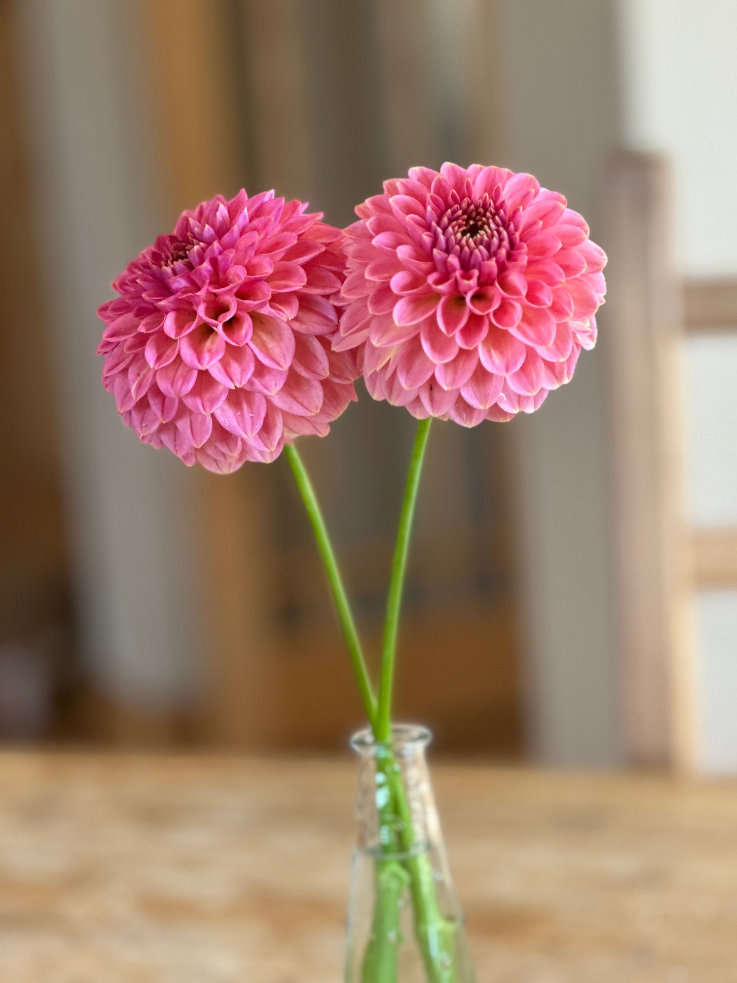 KA’s Morning Dew dahlia