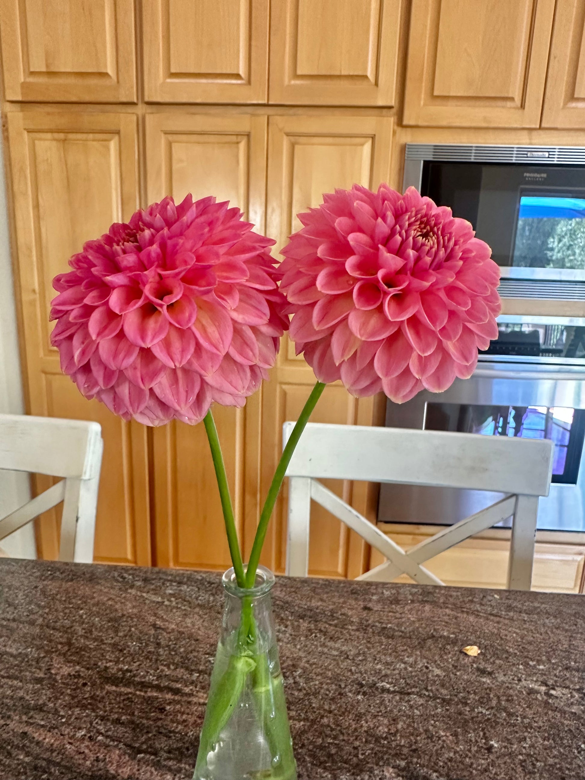 KA’s® Morning Dew dahlia