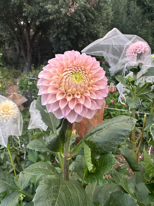 KA’s® Opal Cliffs dahlia