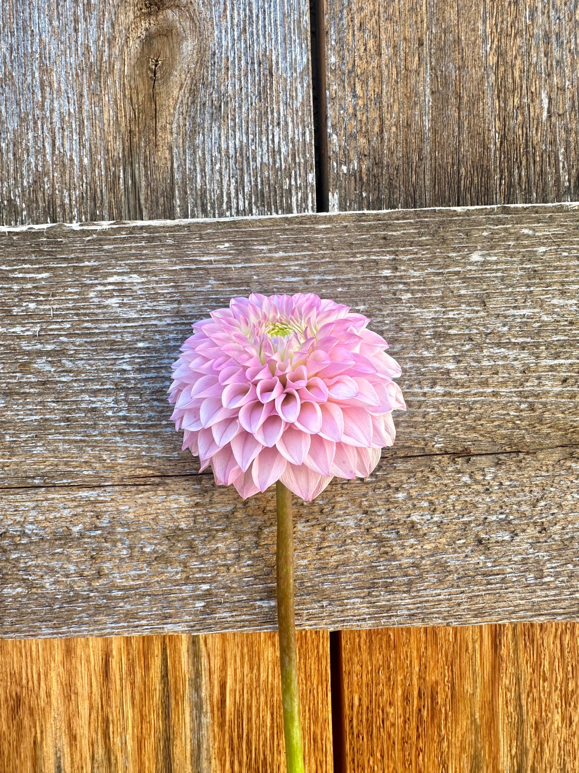 KA’s® Opal Cliffs dahlia
