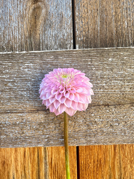 KA’s® Opal Cliffs dahlia