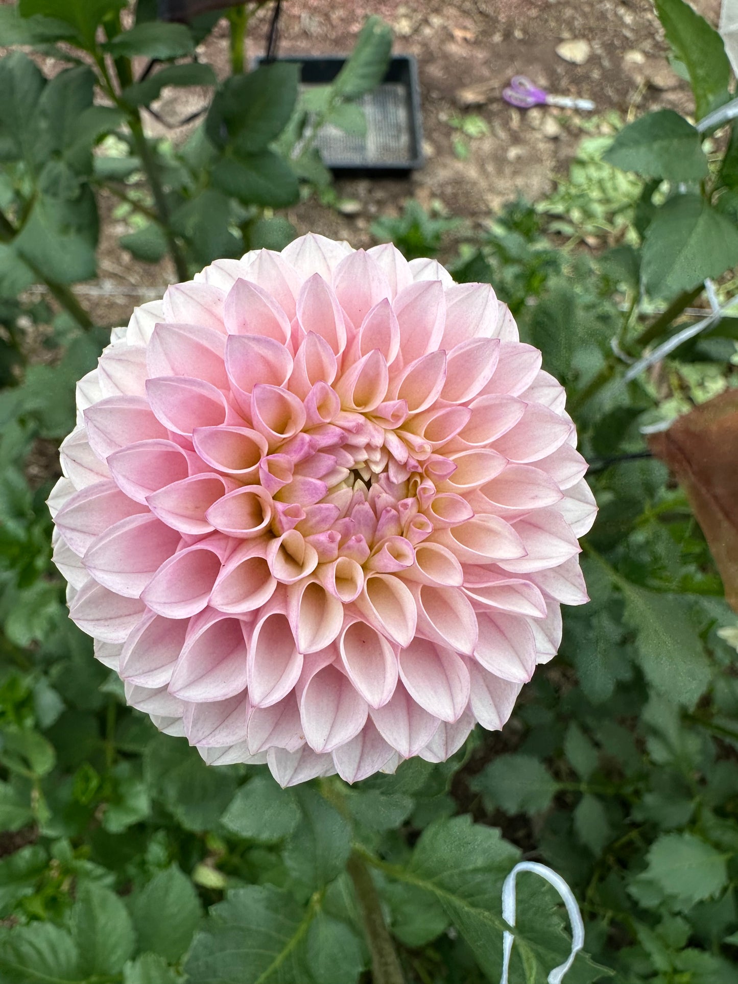 KA’s® Opal Cliffs dahlia