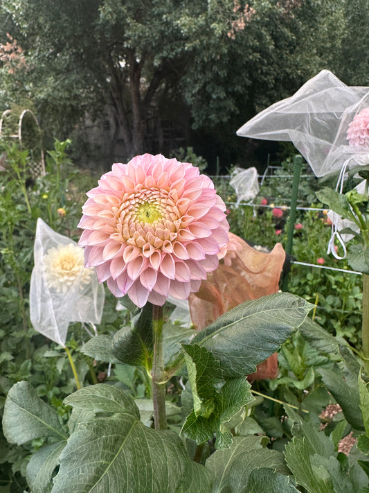 KA’s® Opal Cliffs dahlia