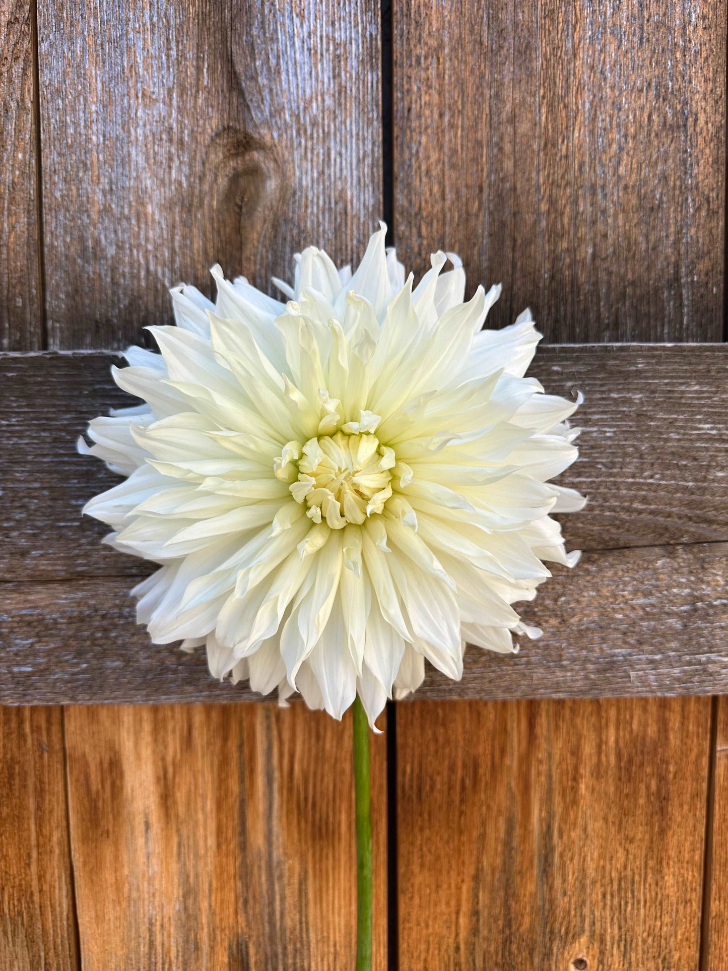 KA’s Papa John dahlia