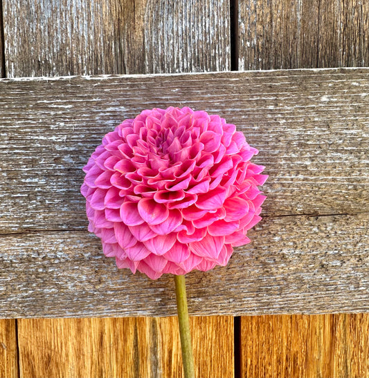 KA’s® Poppin Pink dahlia