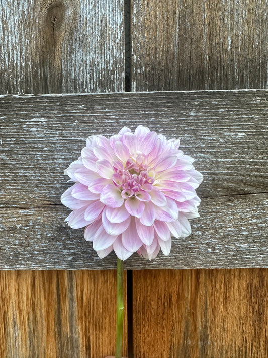 KA’s® Rose Quartz dahlia