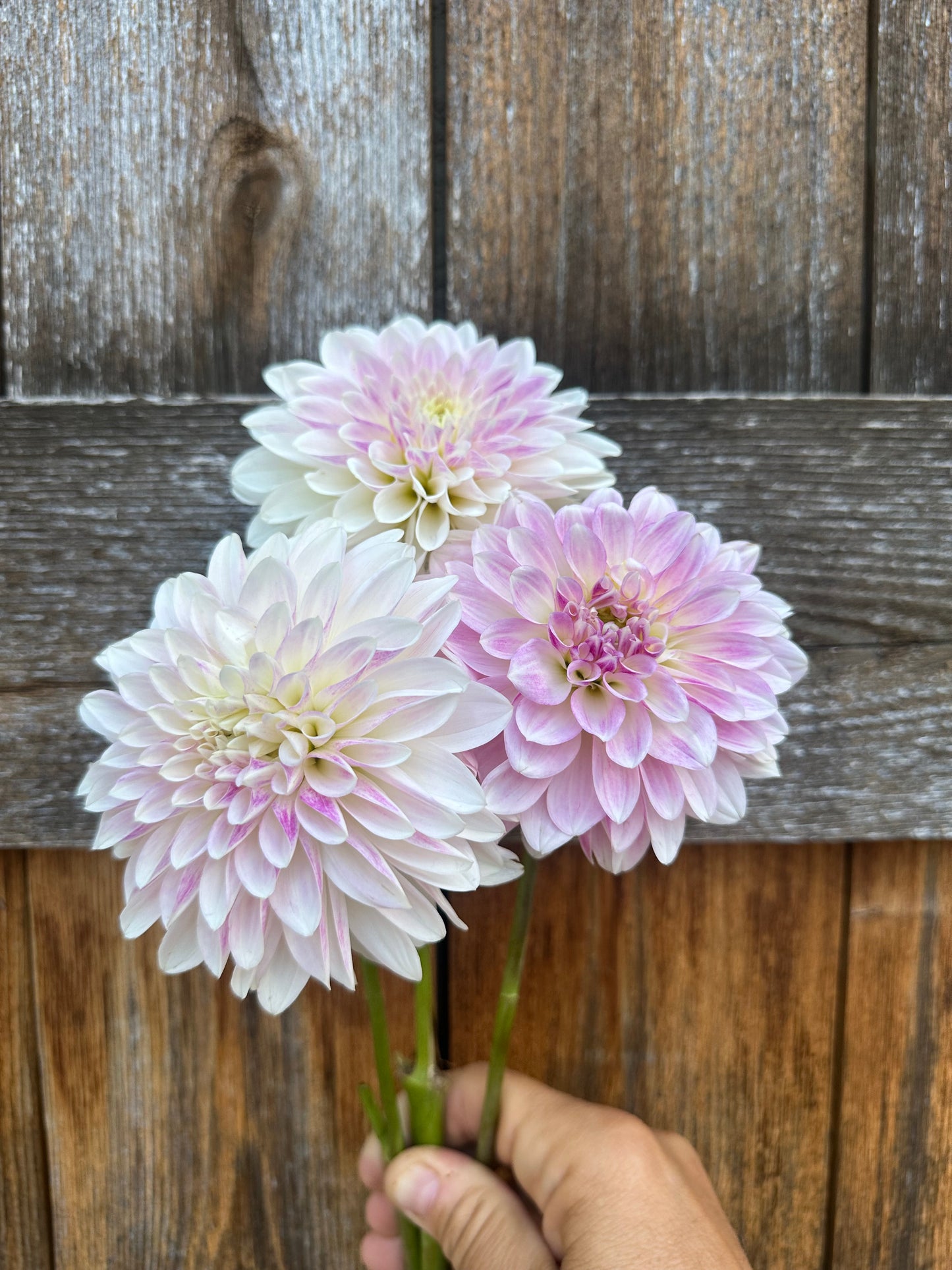 KA’s® Rose Quartz dahlia