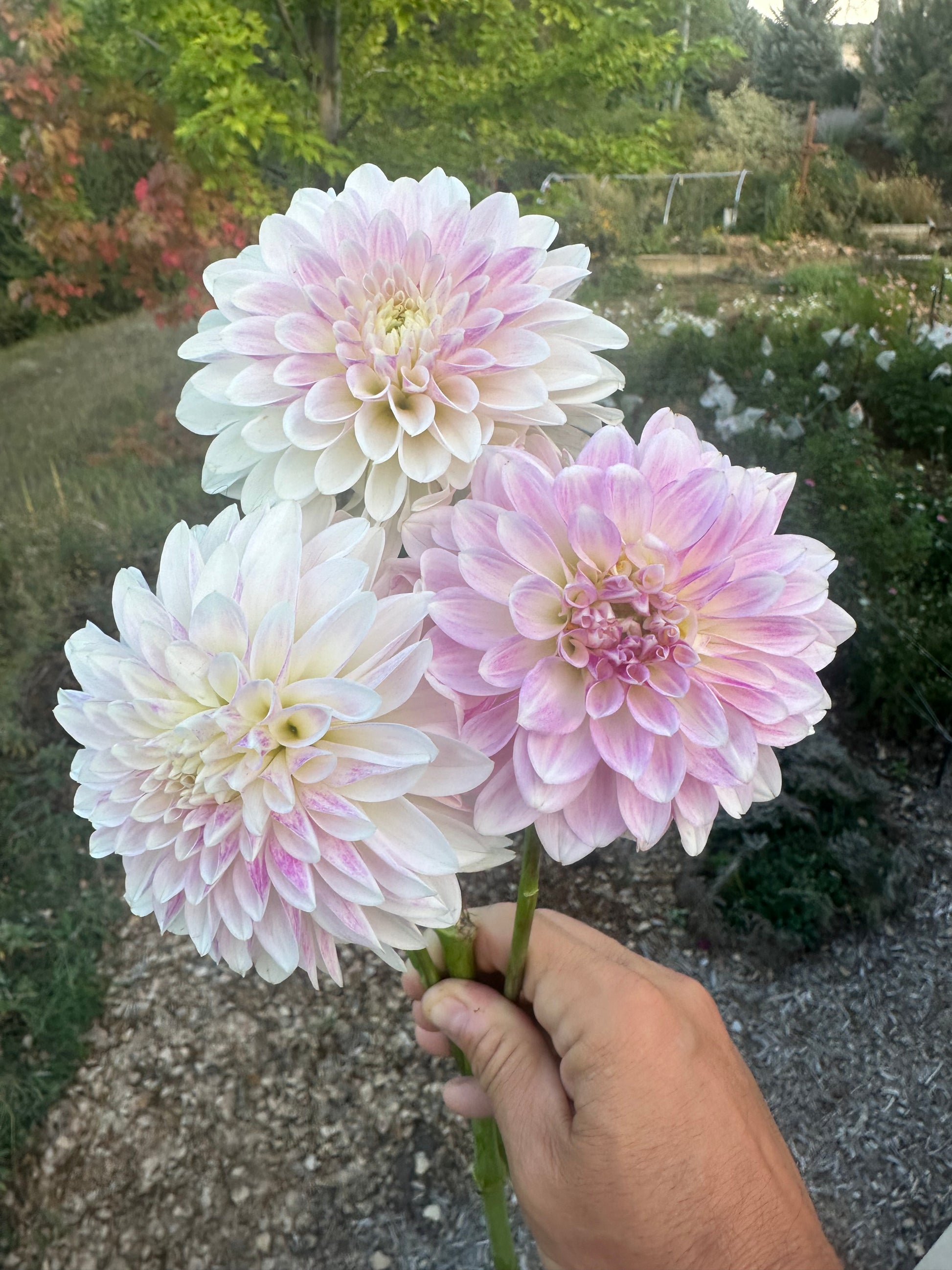 KA’s® Rose Quartz dahlia