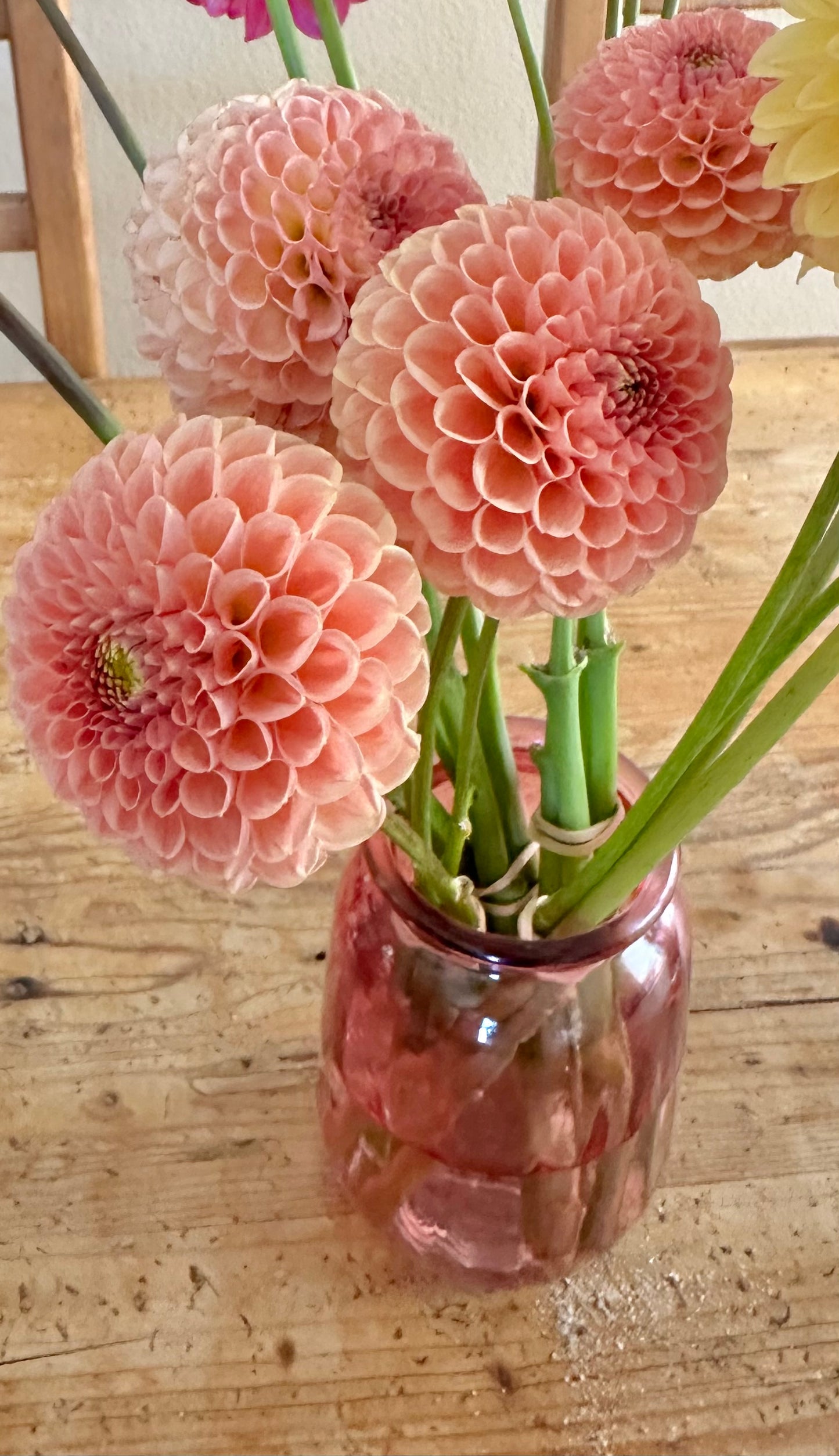 KA’s® Sicilian Summer dahlia