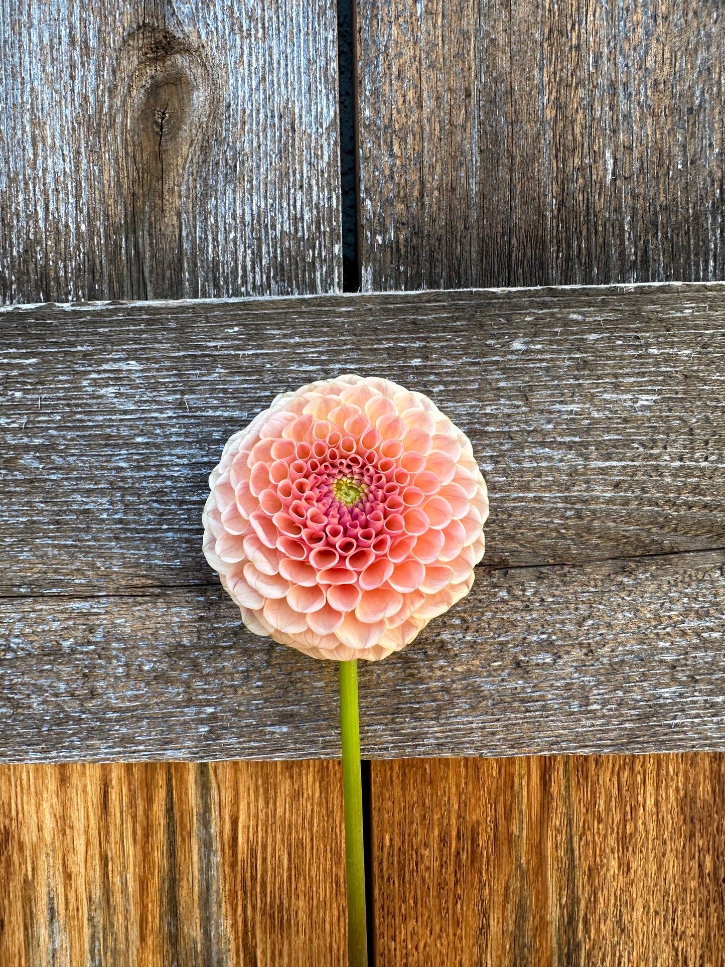 KA’s® Sicilian Summer dahlia