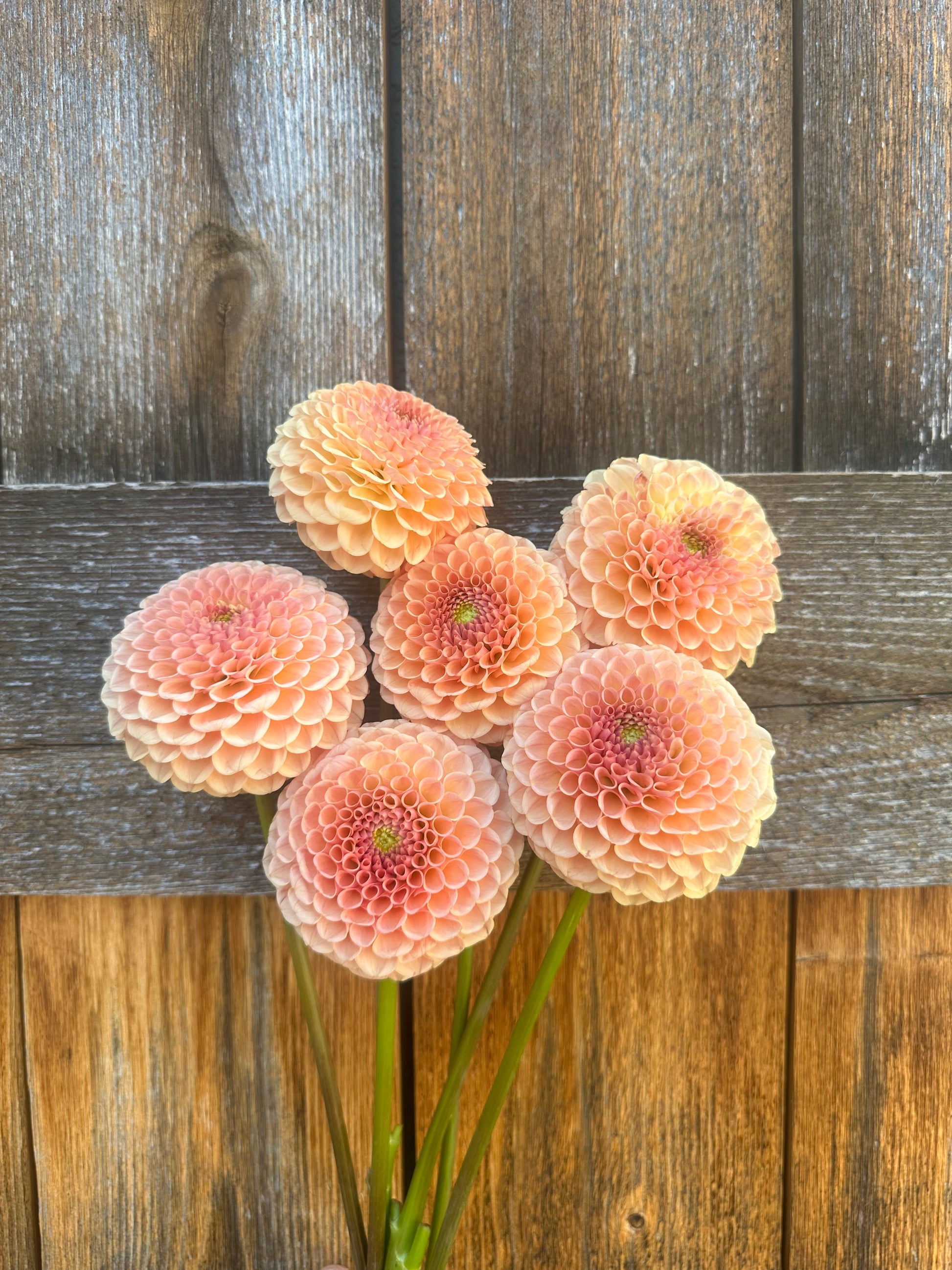 KA’s® Sicilian Summer dahlia