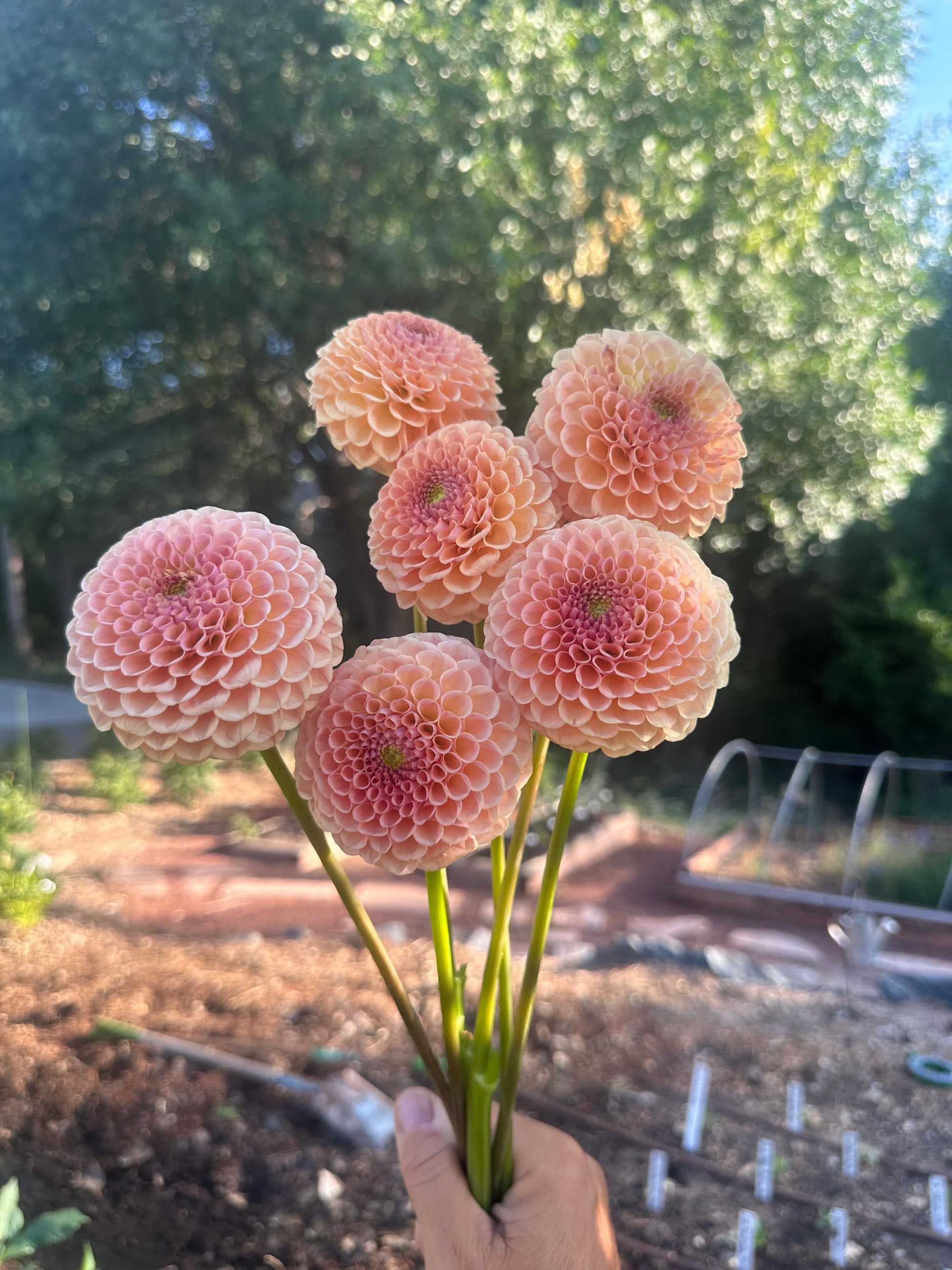 KA’s® Sicilian Summer dahlia