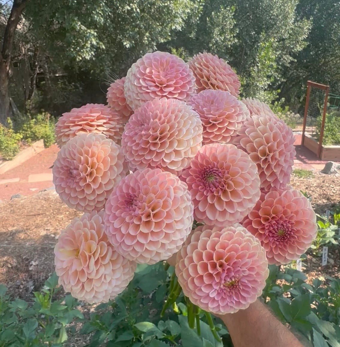 KA’s® Sicilian Sunset dahlia