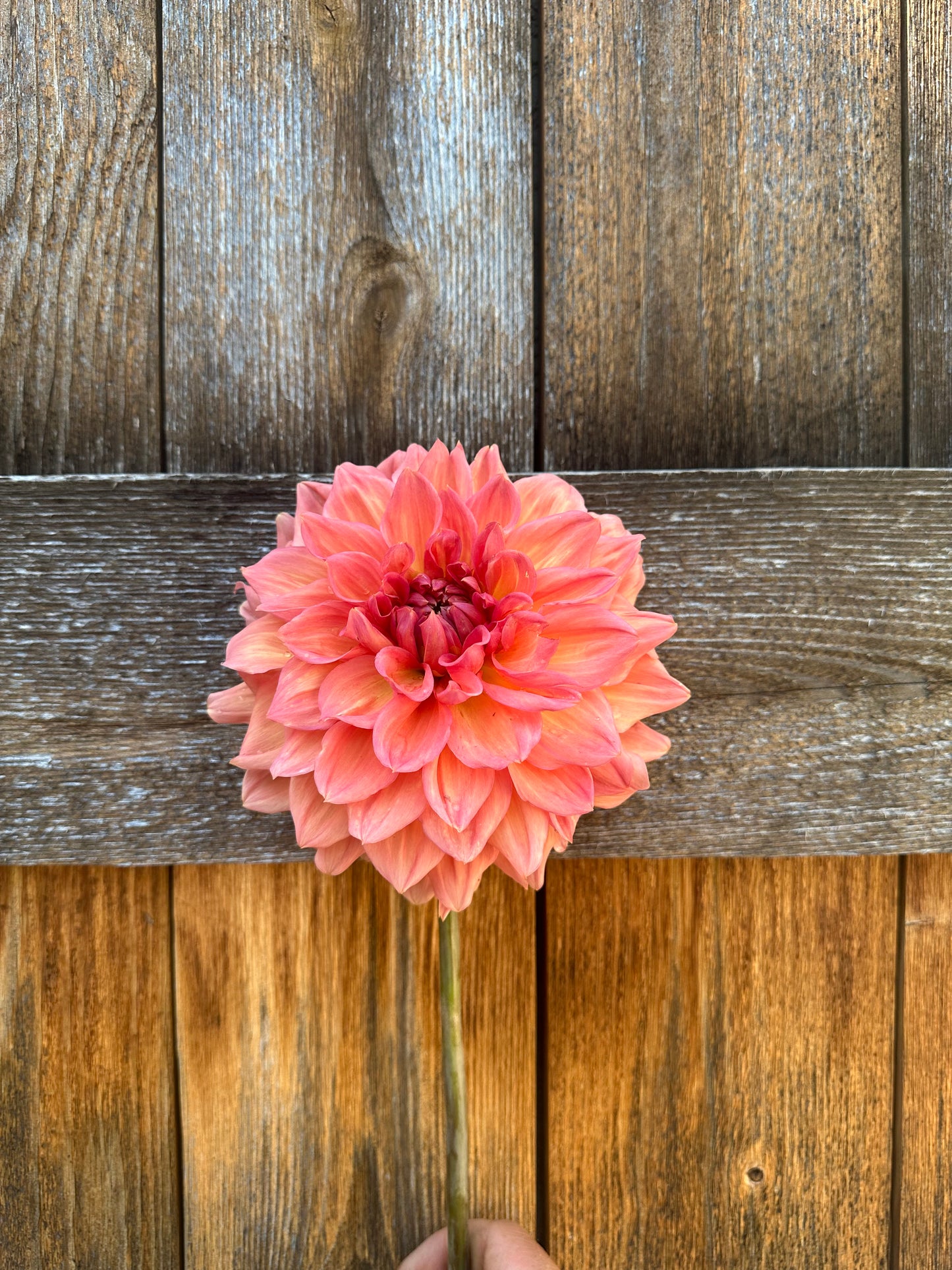 KA’s Sunny Cove dahlia