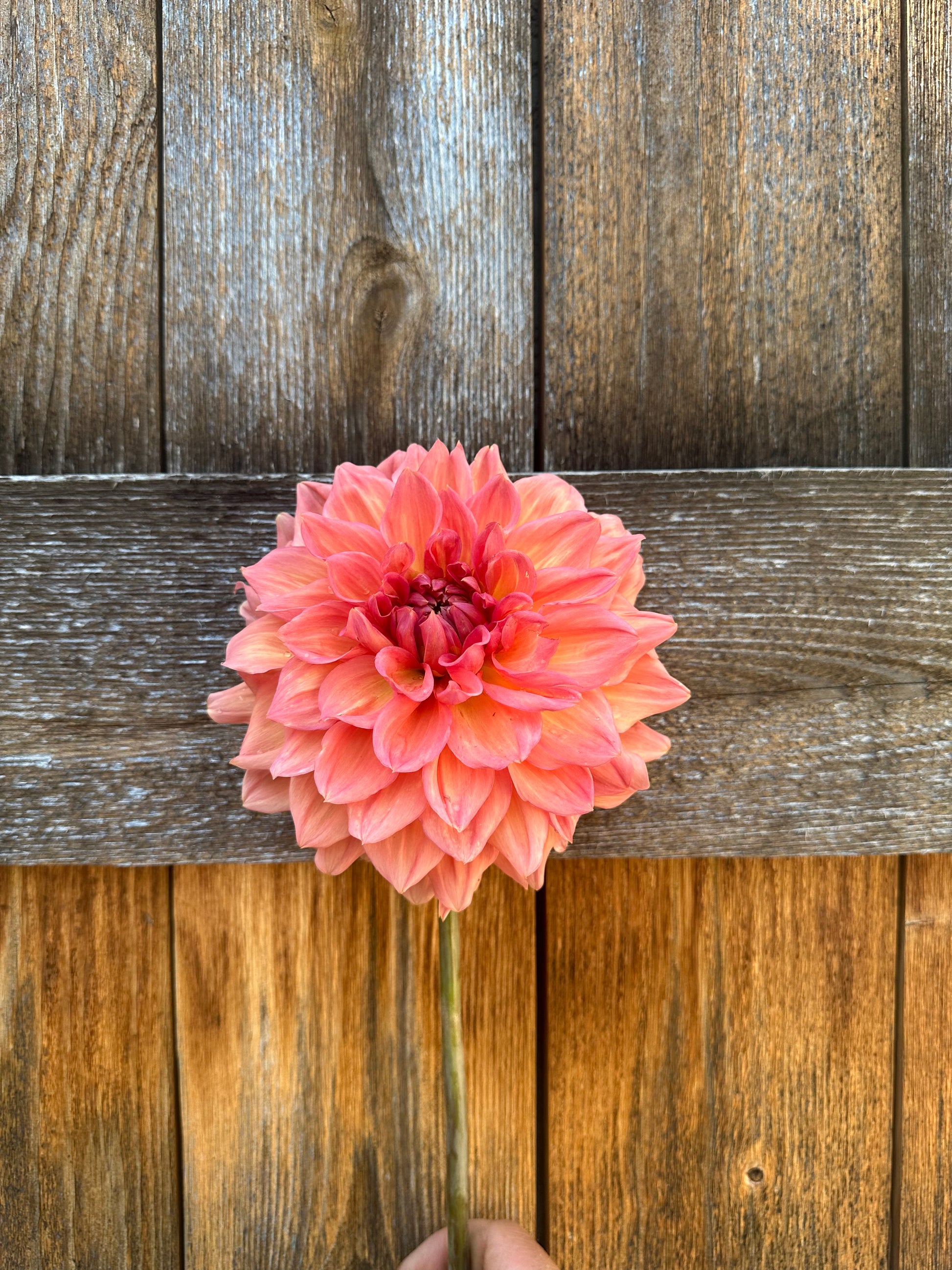 KA’s Sunny Cove dahlia