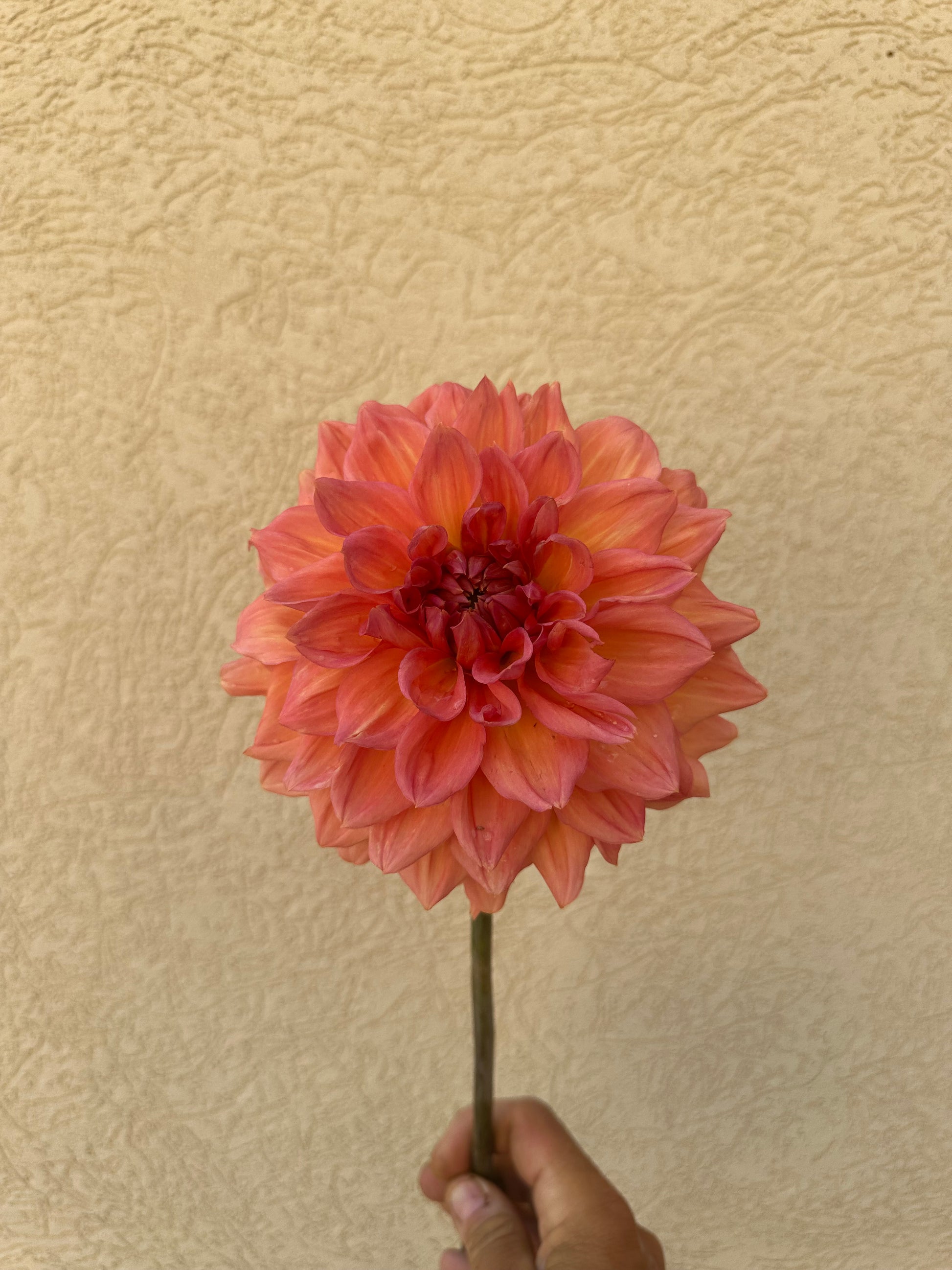 KA’s Sunny Cove dahlia