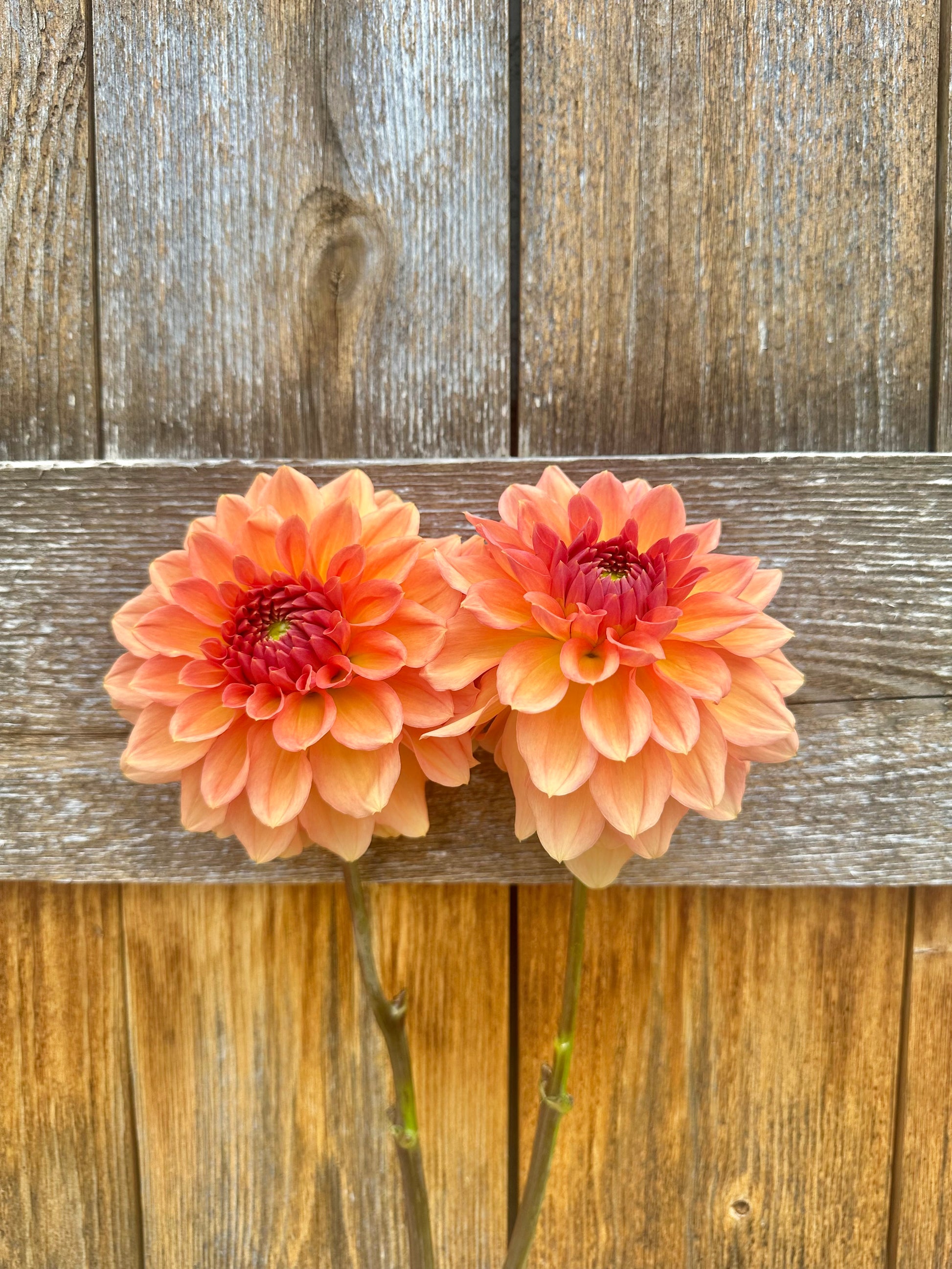 KA’s Sunny Cove dahlia