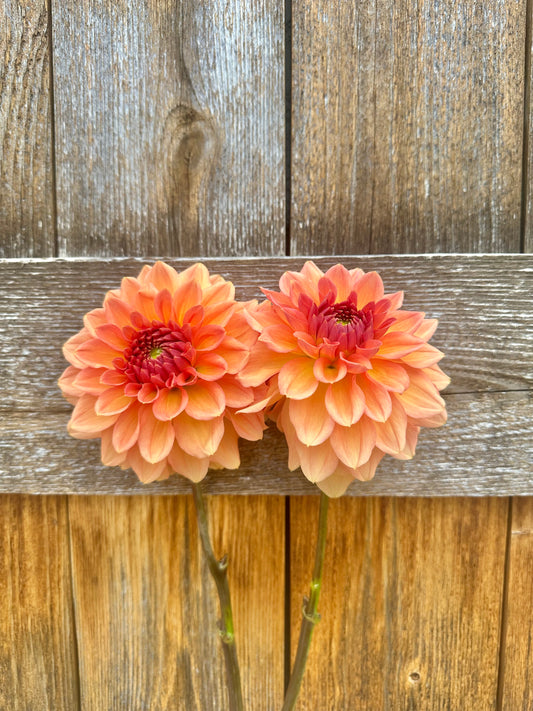 KA’s Sunny Cove dahlia