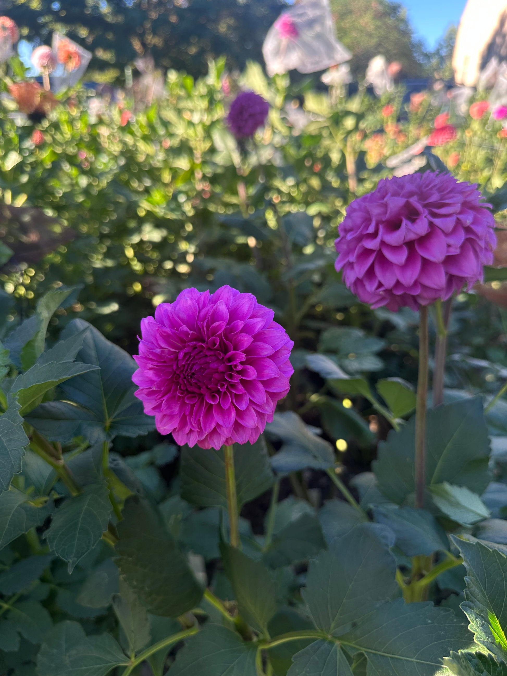 KA’s® Tiny E dahlia