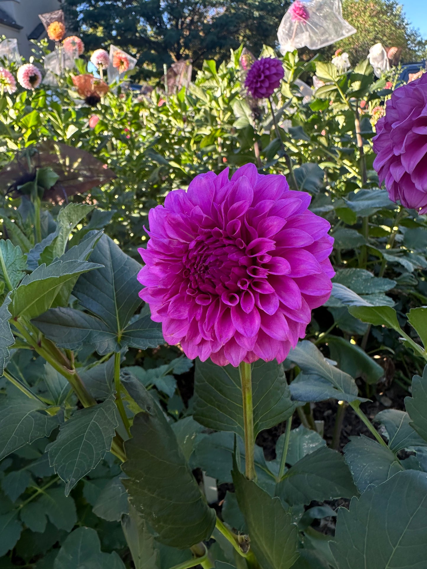 KA’s® Tiny E dahlia