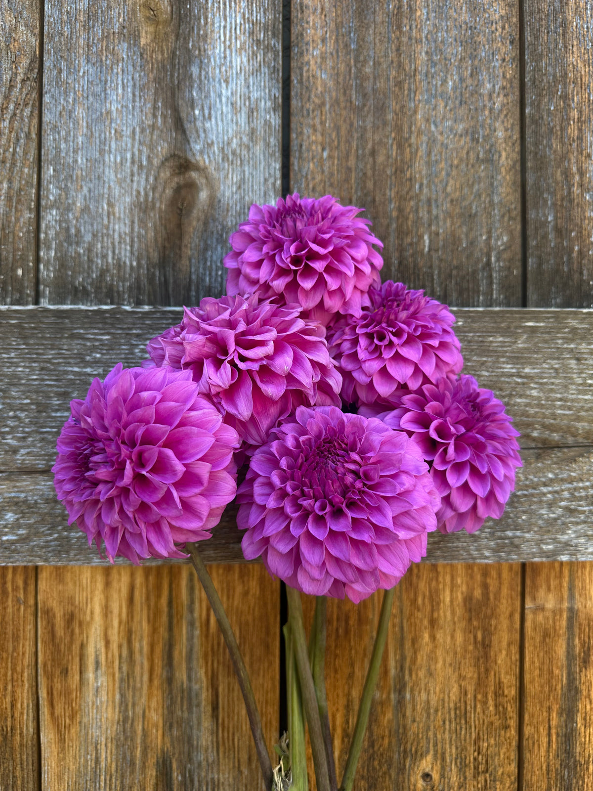 KA’s® Tiny E dahlia