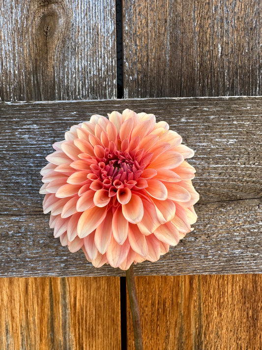 KA’s® Whisper dahlia