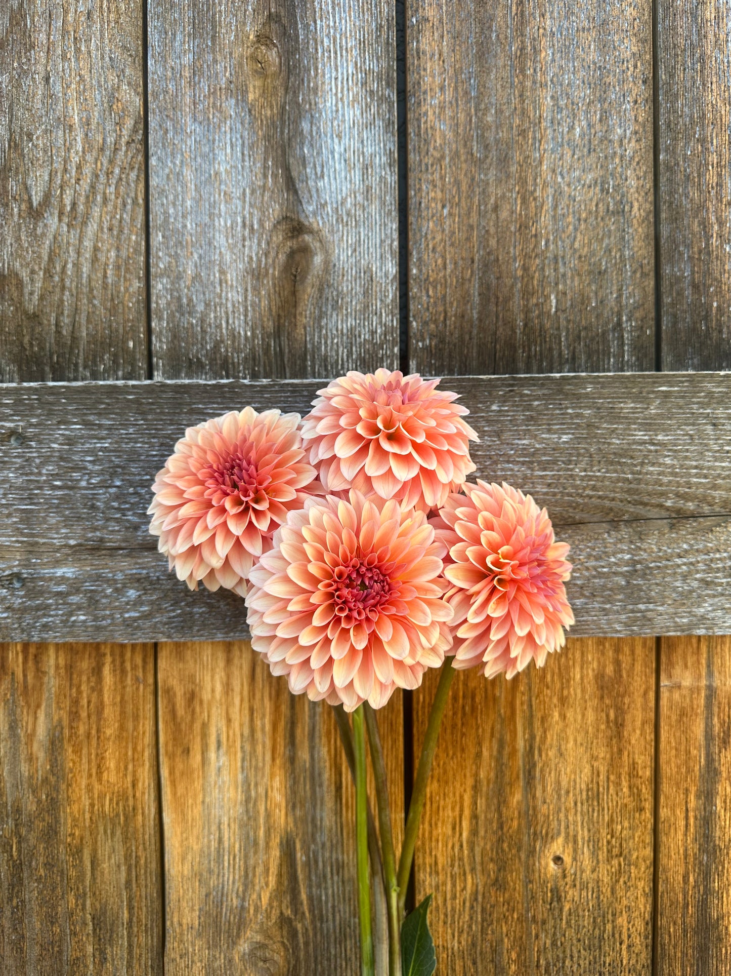 KA’s® Whisper dahlia