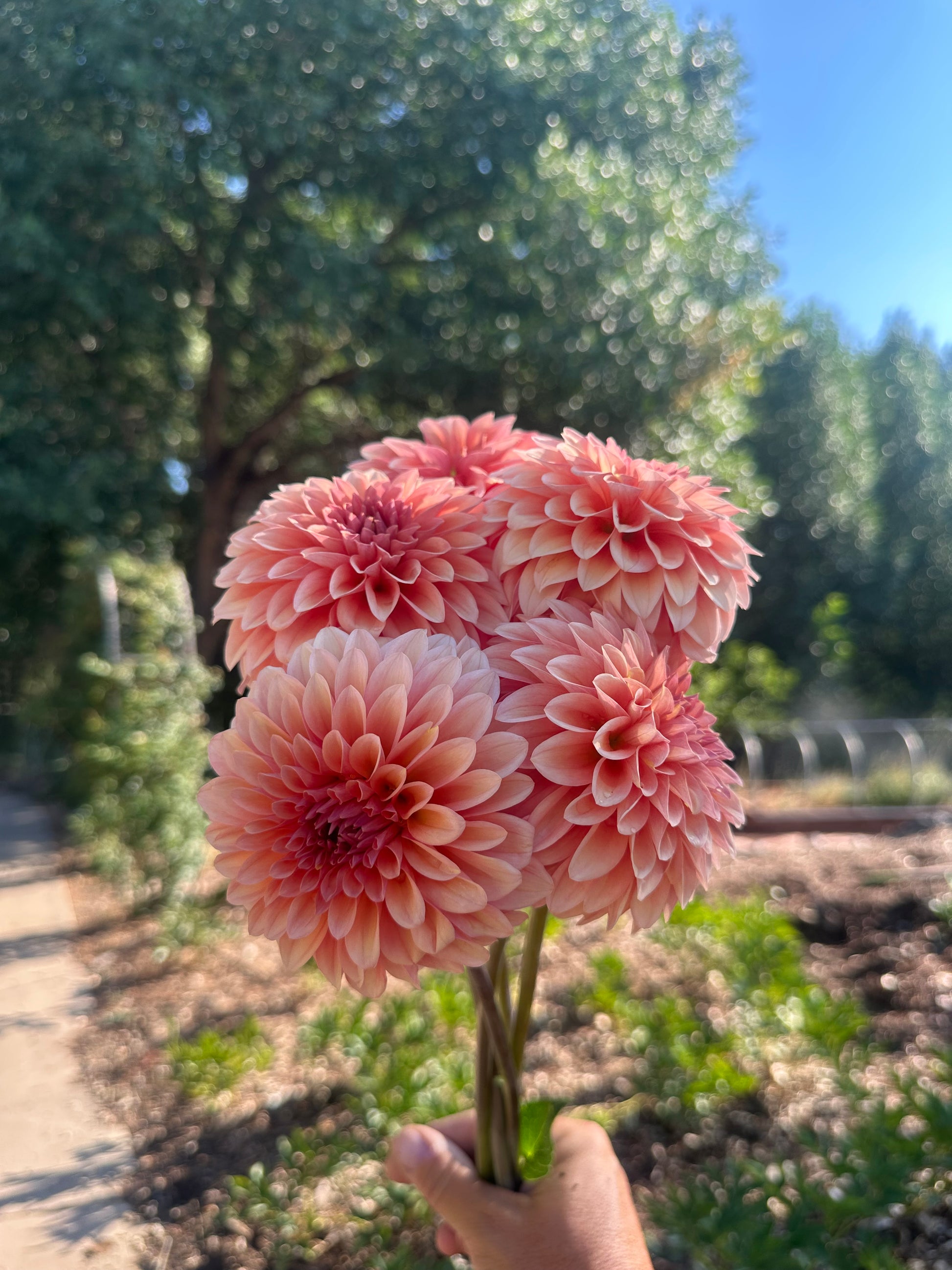 KA’s® Whisper dahlia