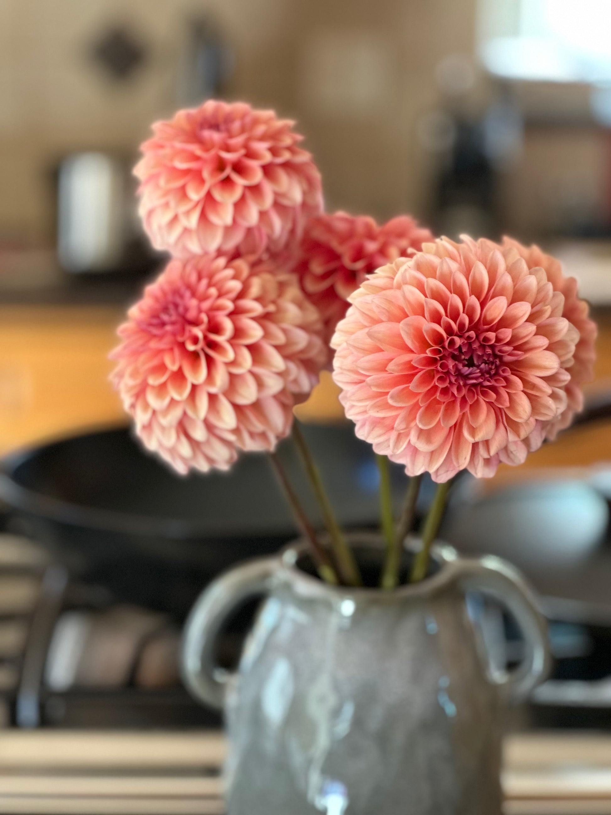 KA’s® Whisper dahlia