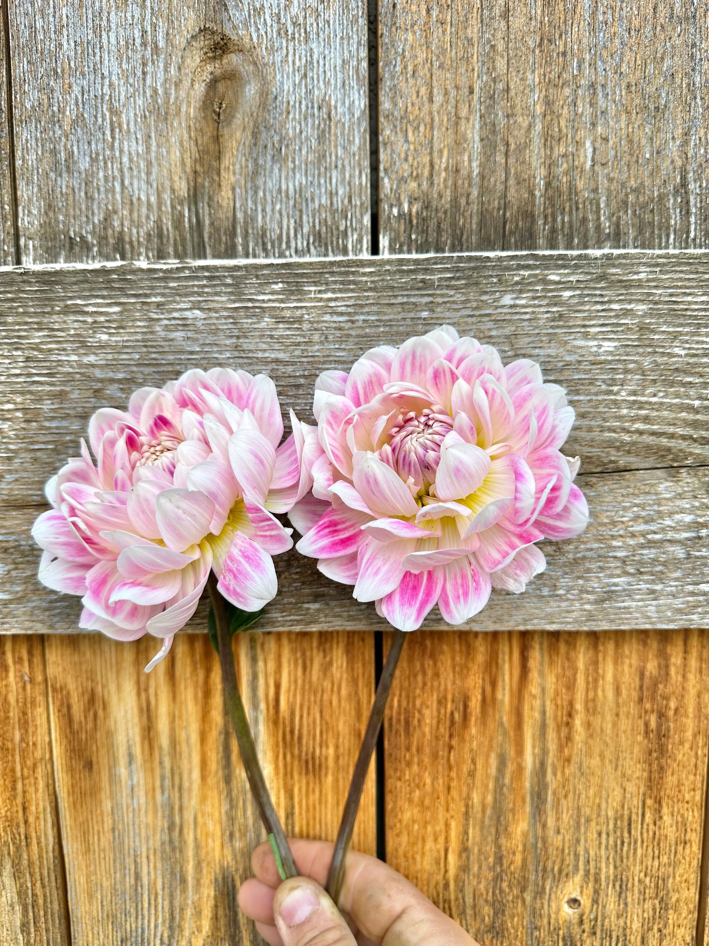 Kelgai Ann dahlia