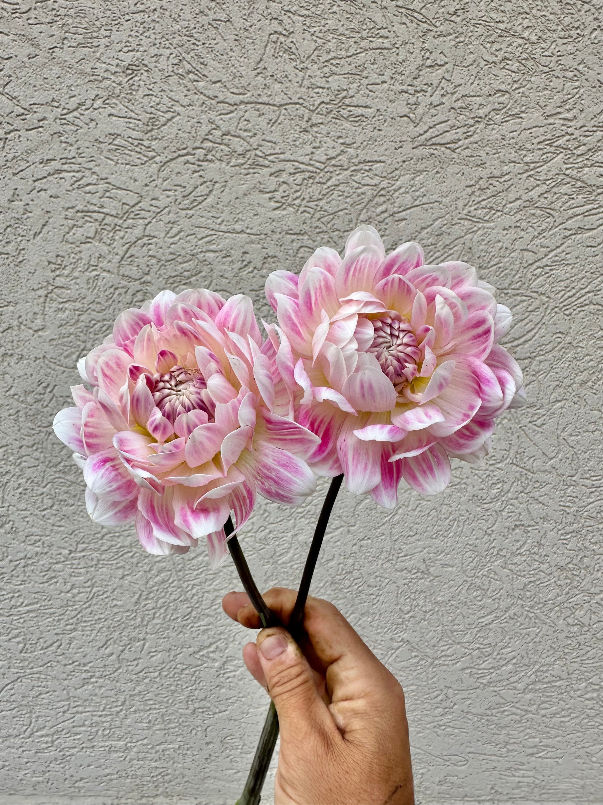 Kelgai Ann dahlia