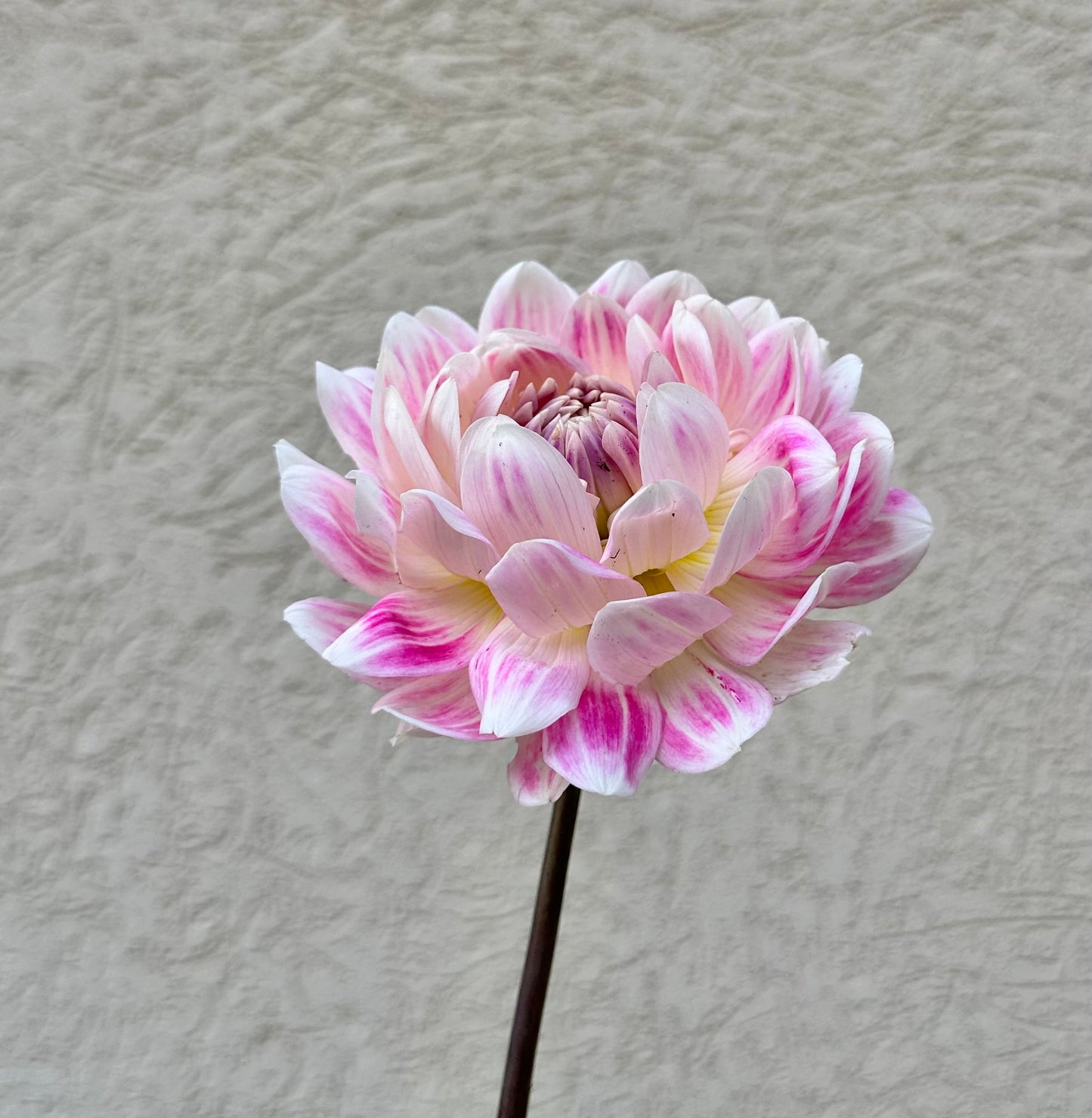 Kelgai Ann dahlia