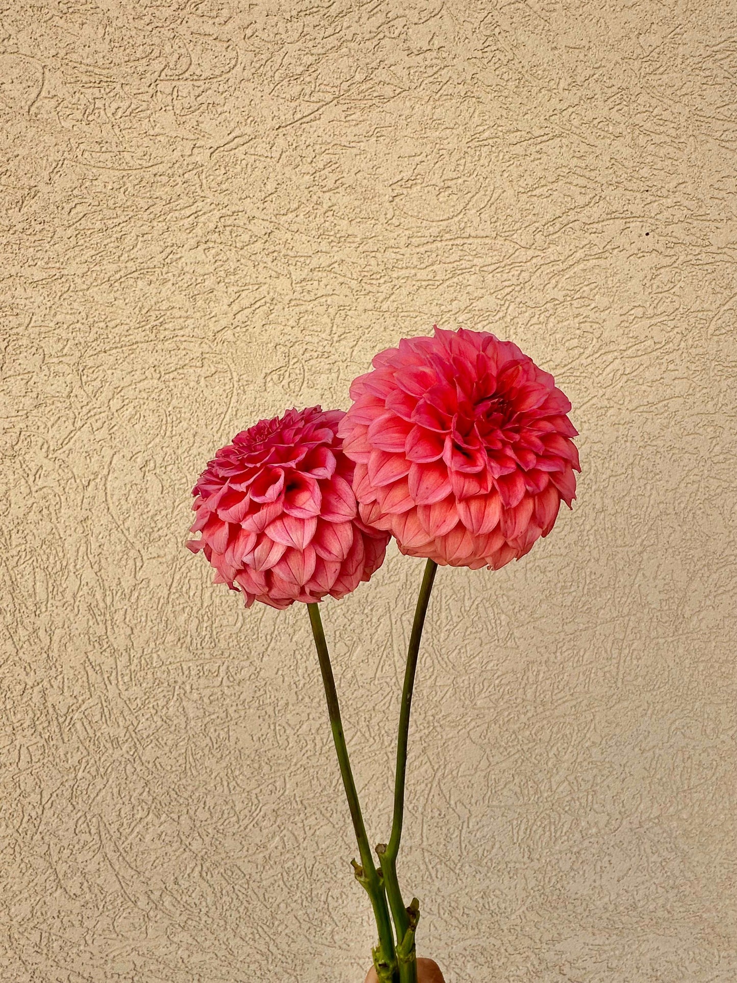 Keltie Rose dahlia