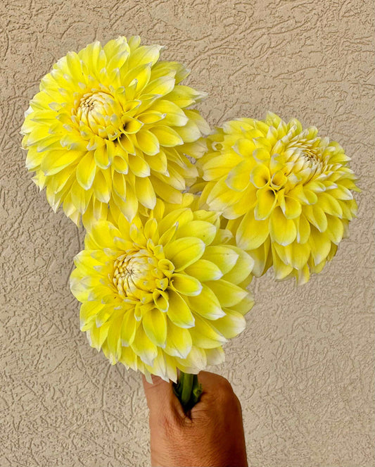 Korb Yellow Hy-Light dahlia