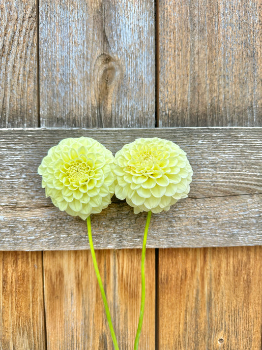 Lee’s Butterpat dahlia