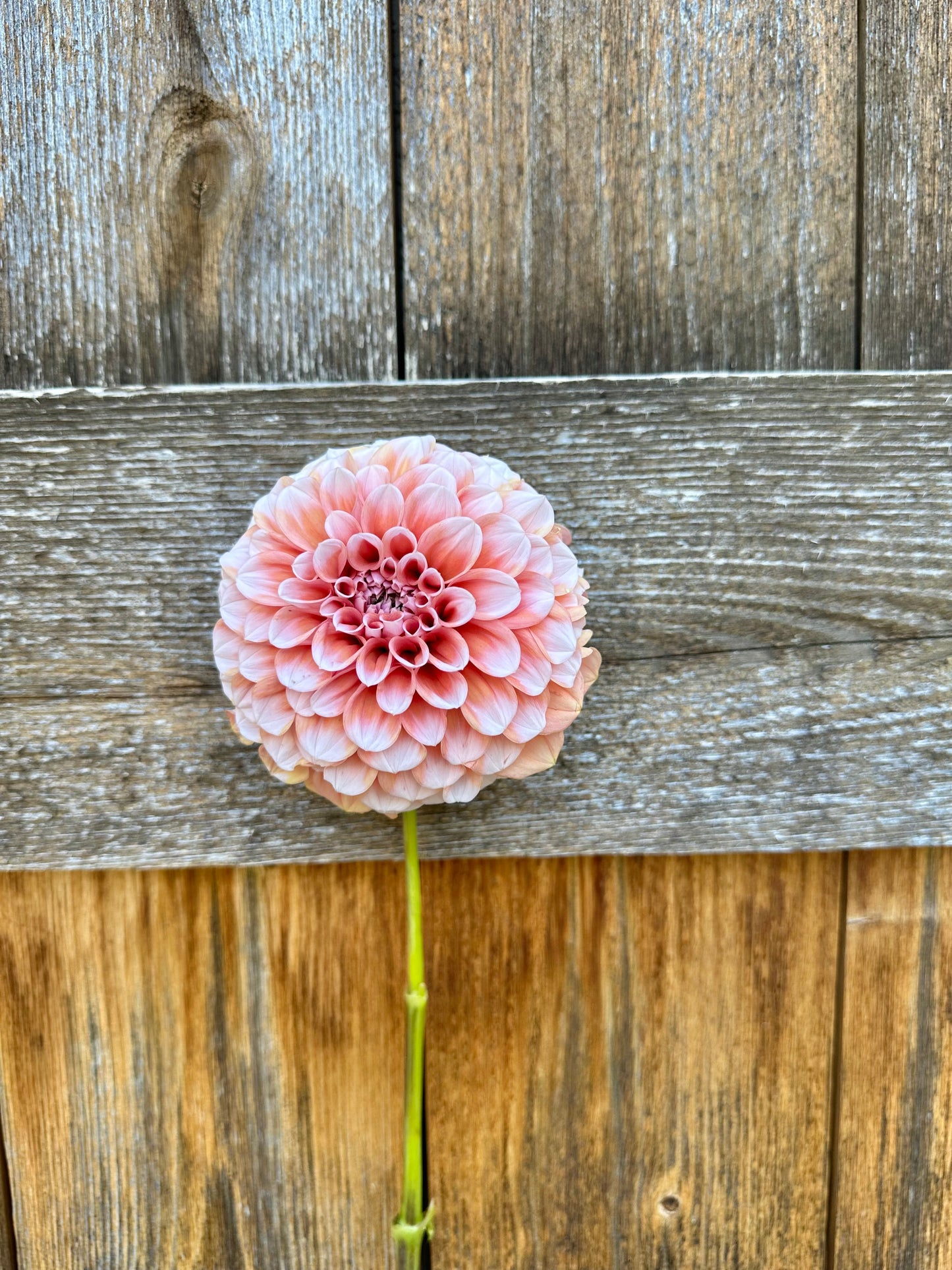 Lee’s Hopscotch dahlia