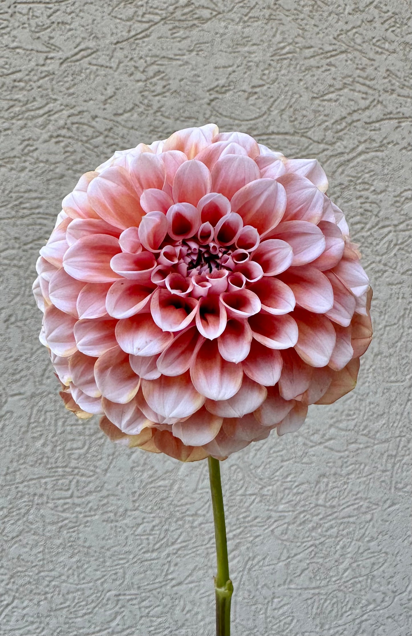 Lee’s Hopscotch dahlia