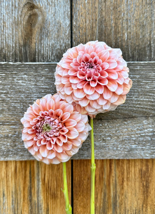 Lee’s Hopscotch dahlia