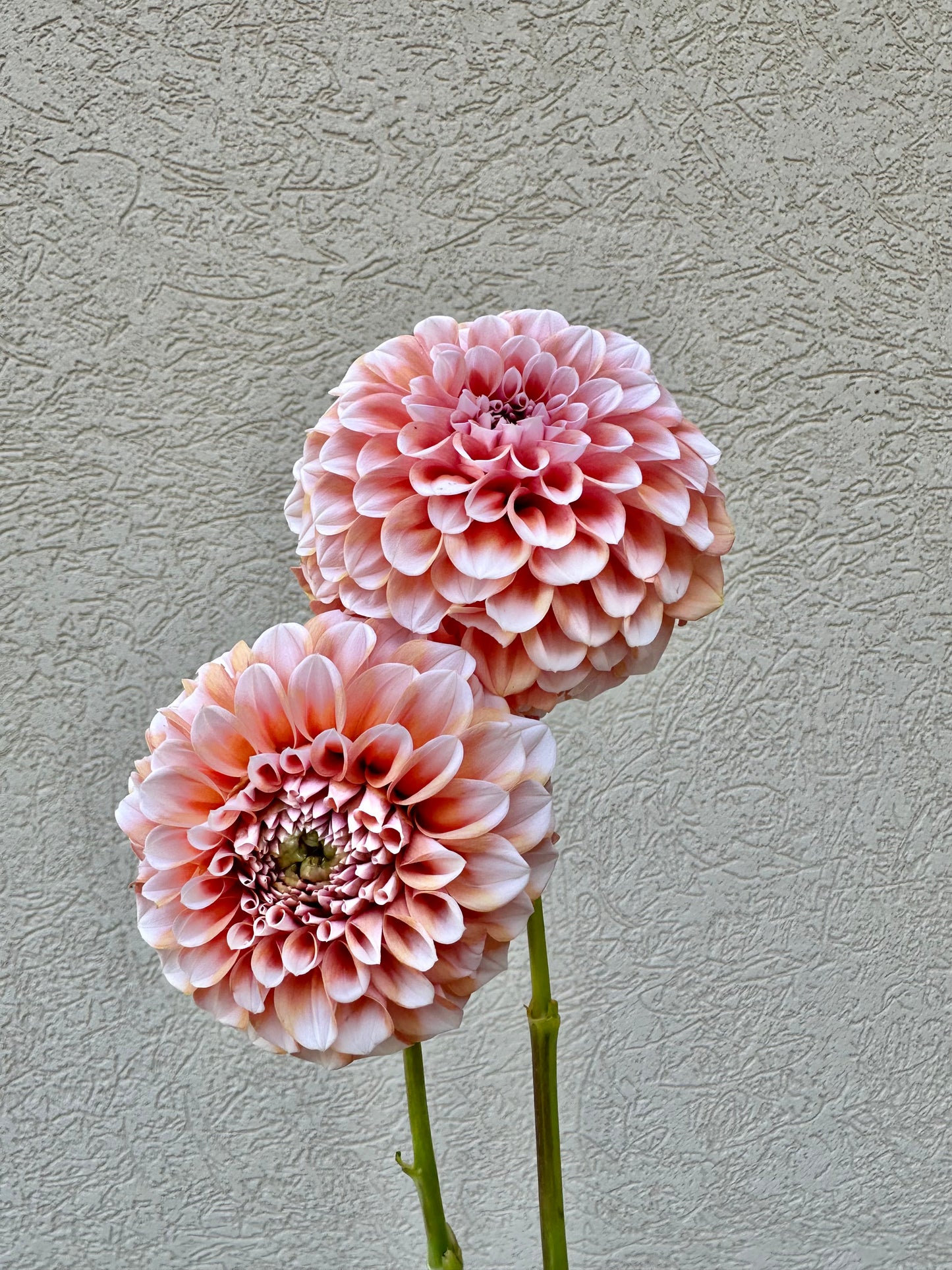Lee’s Hopscotch dahliA