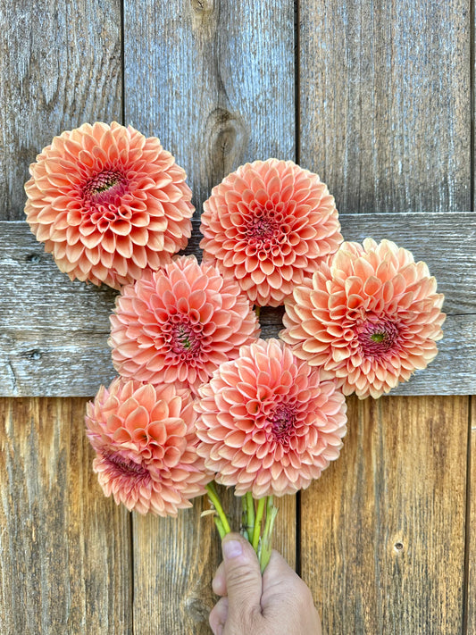 Lee’s James dahlia